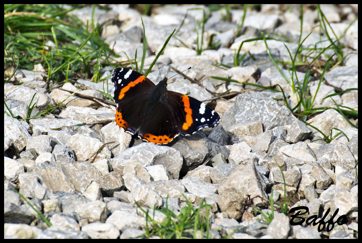 Vanessa atalanta?